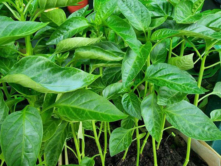 After what kind of feeding even weak seedlings will become strong: the secret of experienced gardeners Pepper seedlings