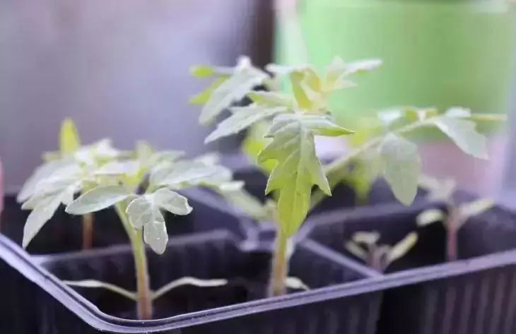 The best remedy for quick germination of vegetable and flower seeds: a summer cottage trick plants