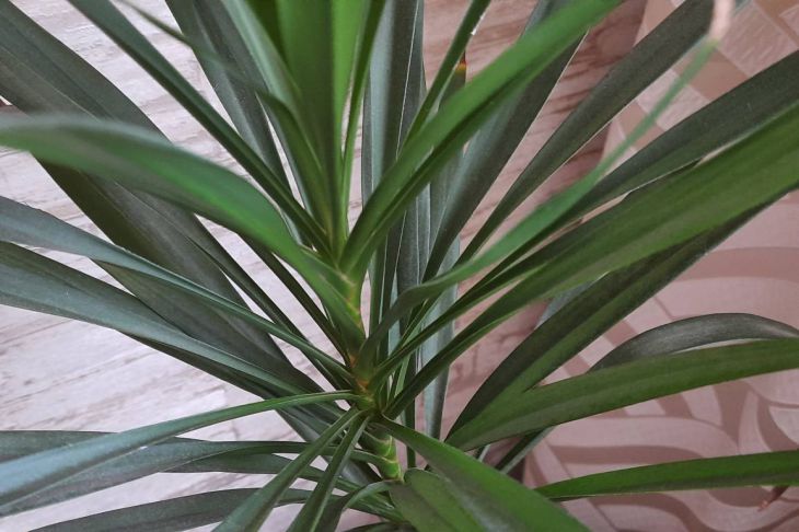 Natural and safe fertilizer for indoor plants: abundant flowering and new shoots are guaranteed Plant