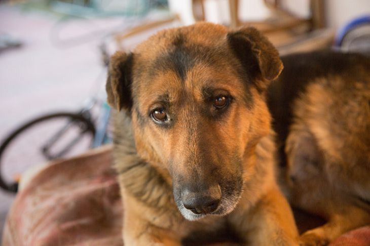 Gerüche, die Hunde nicht ertragen können: Was Hunde nicht riechen dürfen Hund