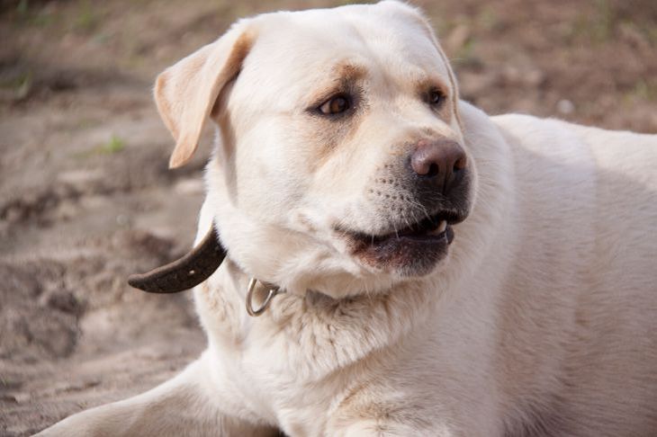 Por qué los perros te ladran: 5 razones perro