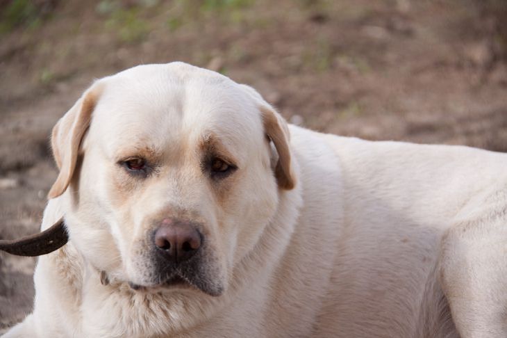5 Signs Your Dog Secretly Hates You dog