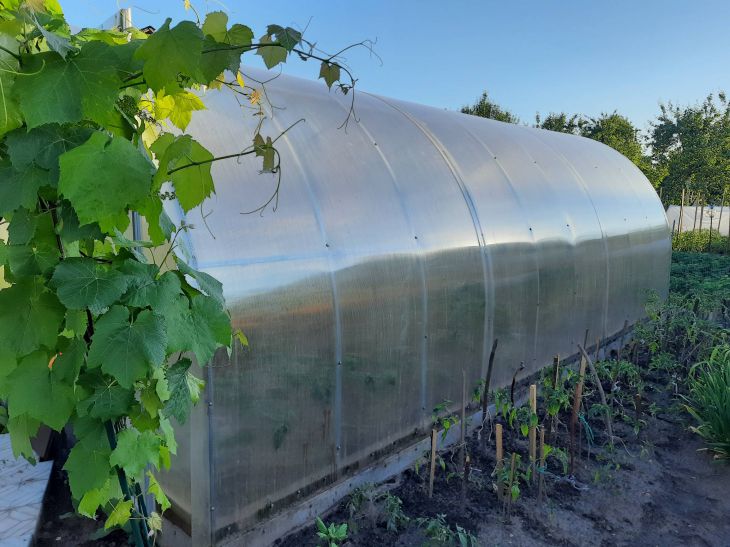 3 mistakes of summer residents, due to which the polycarbonate of the greenhouse does not serve for many years and is destroyed Greenhouse, vegetable garden