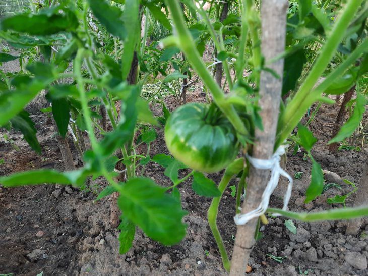 How to feed tomatoes so that they grow not only large but also sweet: expert opinion Tomato