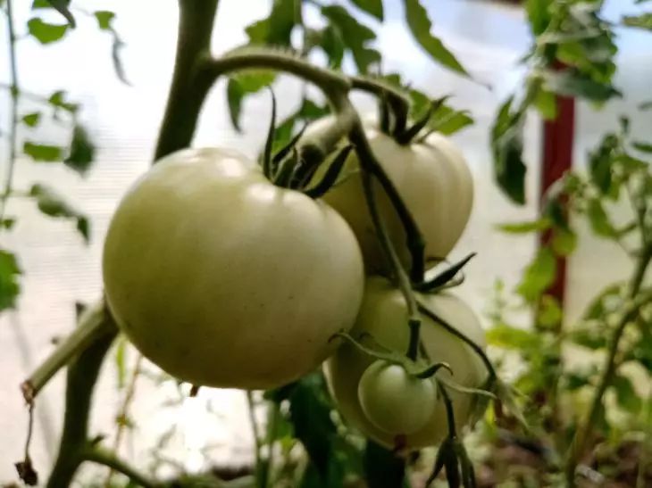 What to water tomatoes with to make them grow sweet and fleshy: what you need to know tomatoes