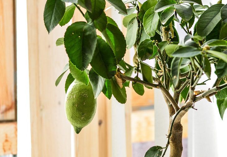 No need to poison them: here's a plant that will make spiders run away from your apartment in no time Lemons