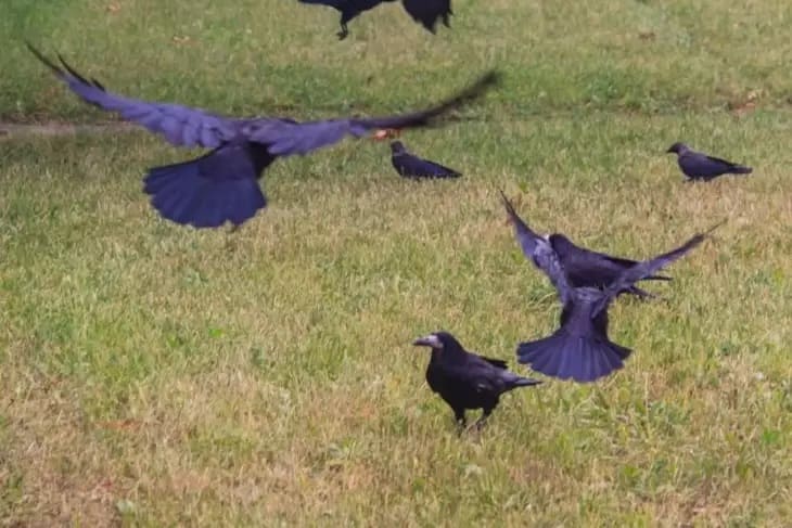 Garden Helper Birds. Which Birds Should Not Be Driven Away from the Plot Because of Their Usefulness Birds