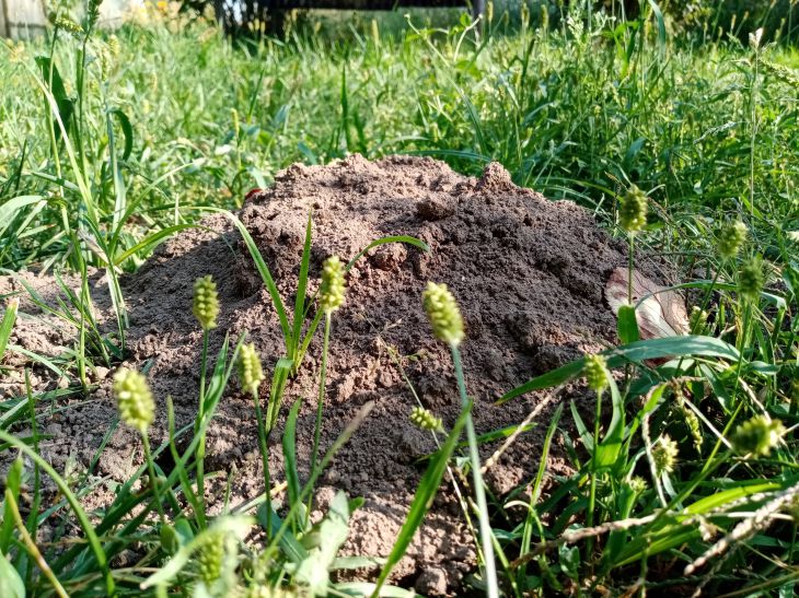 Moles stay away from such areas: two things will stop the pests Earth