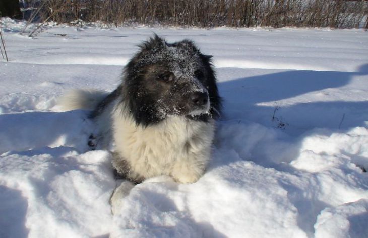 Why does a dog pull on a leash during a walk: experts named the main reasons dog