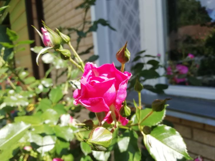 Que faire si une rose se transforme en églantier : chaque résident d'été devrait le savoir Rose