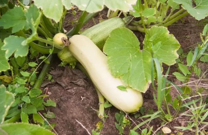 Est-il possible de cueillir des fleurs vides sur des courgettes : c'est important à savoir pour ne pas perdre la récolte Courgettes