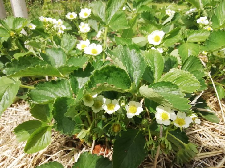 How to treat and feed strawberries in spring: hurry before they bloom Strawberry