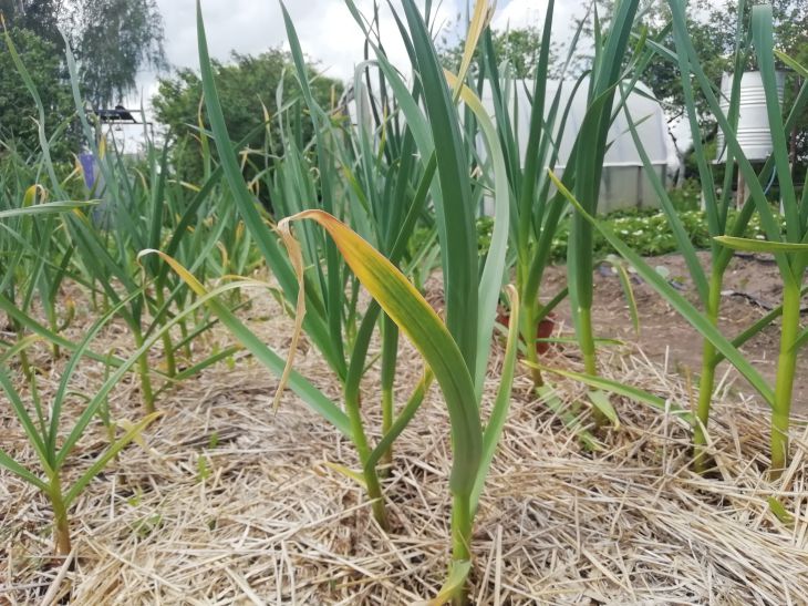 N’oubliez pas de nourrir l’ail d’hiver : combien d’interventions prévoir pour le printemps ? Ail