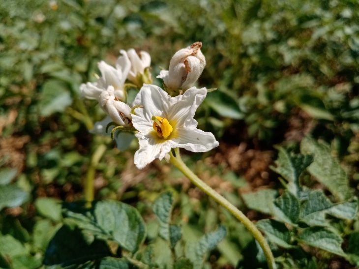 How to Grow Potatoes Under Straw: Stop Bend Your Back All Season Potatoes are blooming