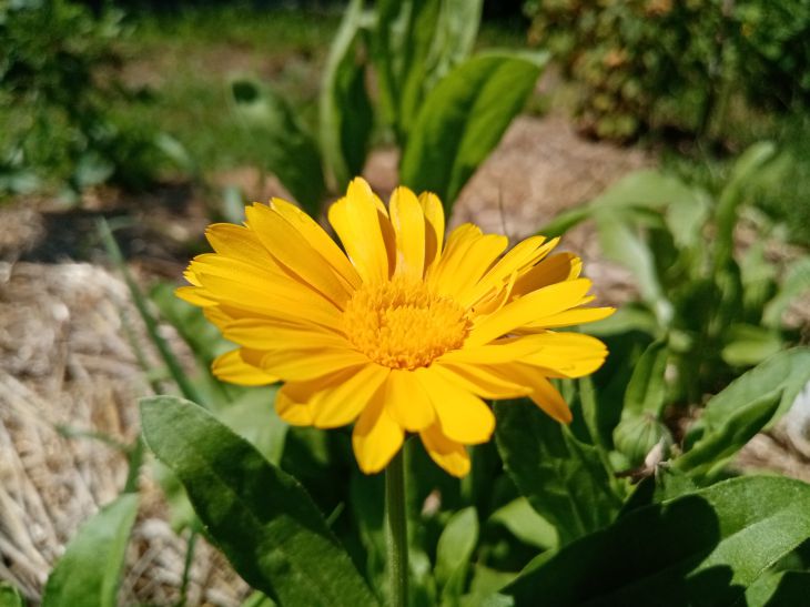 Pourquoi cela vaut-il la peine de planter du calendula sur votre site : les avantages non évidents de la plante sont nommés calendula