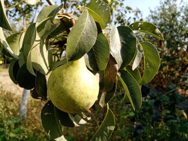 Wie und wie oft soll man im Frühling eine Birne füttern: Die Nachbarn werden um die Ernte neidisch sein Birne