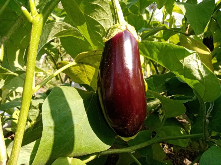 Welche Auberginen Sie pflanzen sollten, wenn Sie die Bitterkeit und die Kerne nicht mögen: TOP 5 der besten Sorten Aubergine