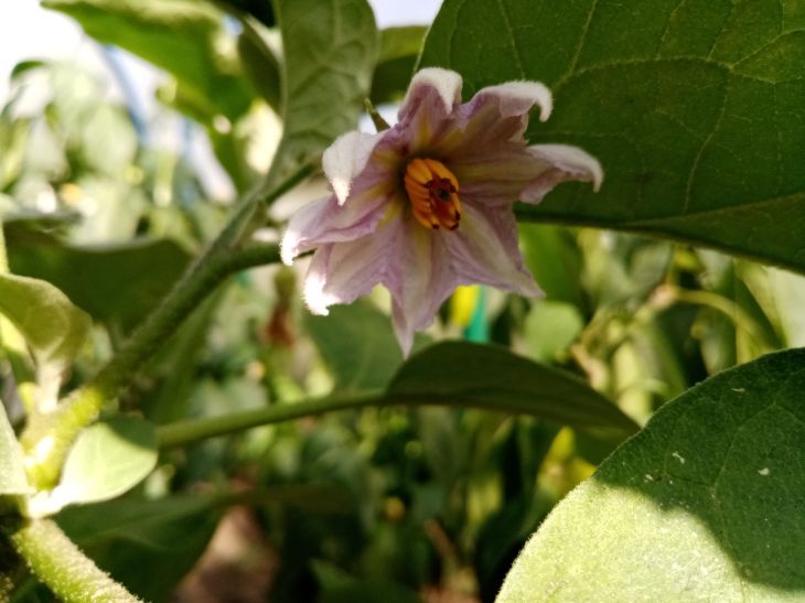 Pourquoi les aubergines fleurissent mais ne portent pas de fruits : comment accélérer la formation de l'ovaire Aubergine