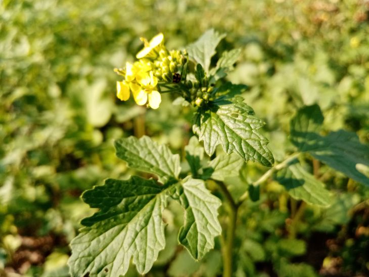 Semer de l'engrais vert en juillet pour augmenter la fertilité des sols. Quelles graines est-il préférable de semer ? Sidérat de moutarde