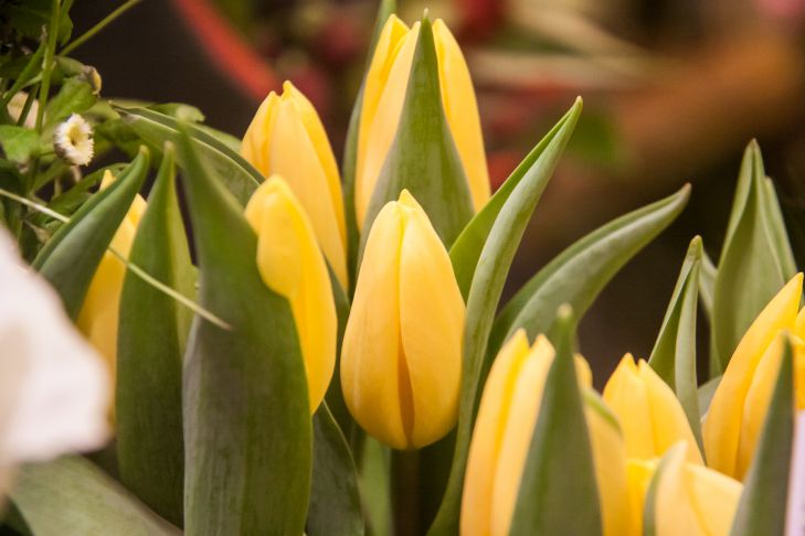 What to add to water so that tulips stand for 2 weeks as fresh: advice for men for March 8 Tulips