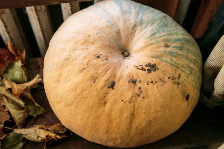 Welche Art von Brei mit Kürbis kochen: ein Rezept, das Aufmerksamkeit verdient Kürbis
