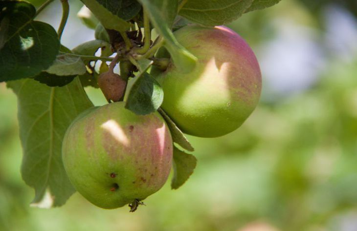 Pourquoi certaines ménagères ajoutent-elles des pommes au hachis de côtelettes : vous serez surpris pomme