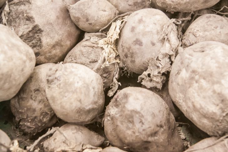 Why experienced housewives do not pour out the water left after boiling beets: not everyone knows about this beet