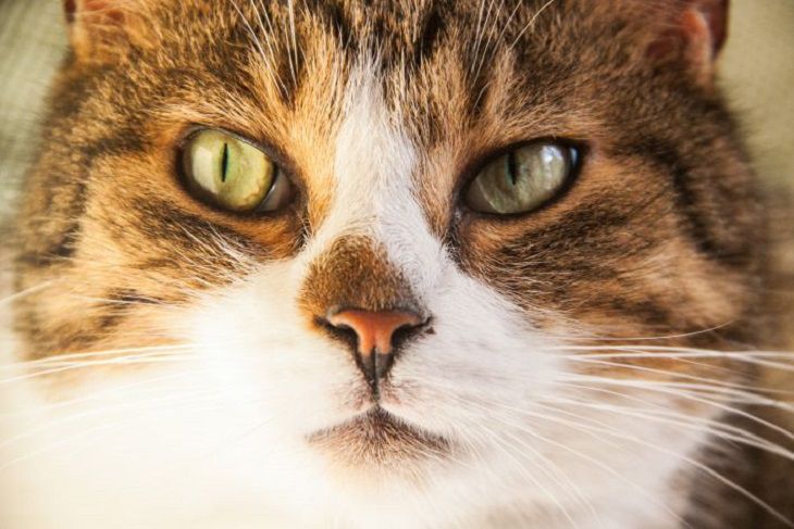 Was Katzen im Fernsehen sehen: Viele wissen es nicht Katze