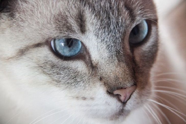 Why Some Cat Owners Put Cold Water Bottles on Their Beds Cat
