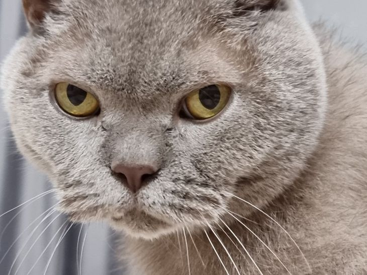Why do cats need to bury their litter box? cat