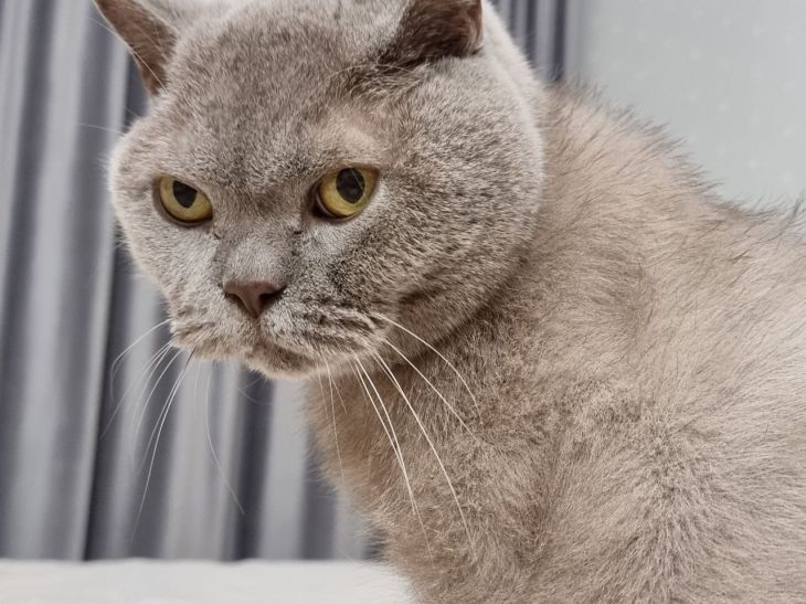 Cómo los gatos perciben a una mala persona: presta atención a este matiz Gato