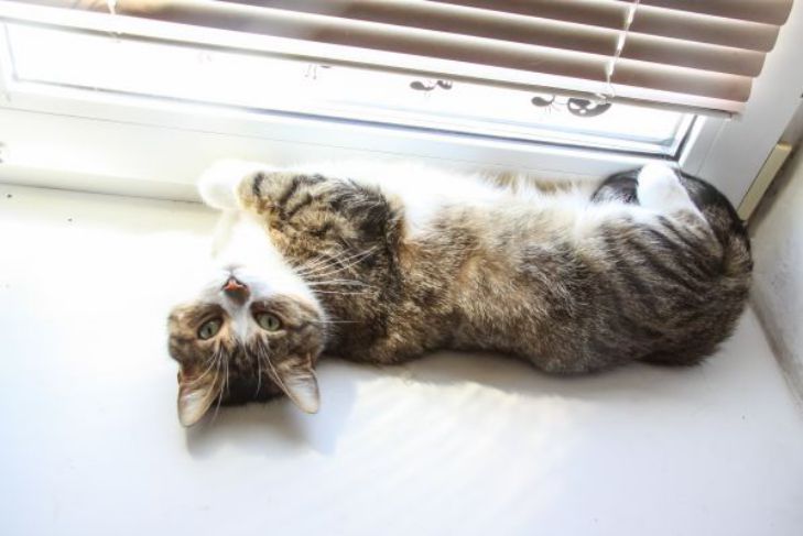 How to quickly clean a window sill: the easiest way to make the surface perfectly white windowsill