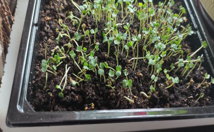 What kind of cheap remedy do knowledgeable gardeners use for powerful seedlings: no longer a secret Seedling