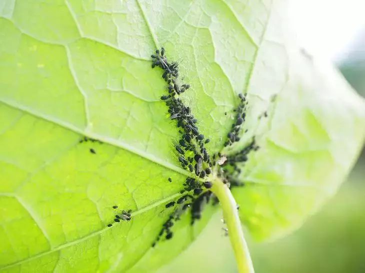 After such treatment there will be no trace of aphids: the plants are clean and healthy aphid