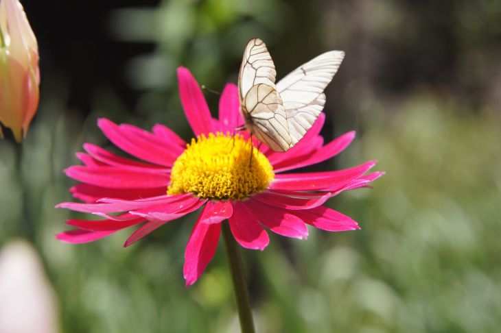 What flowers can enhance protection from pests: not only marigolds and calendula Butterfly on a daisy