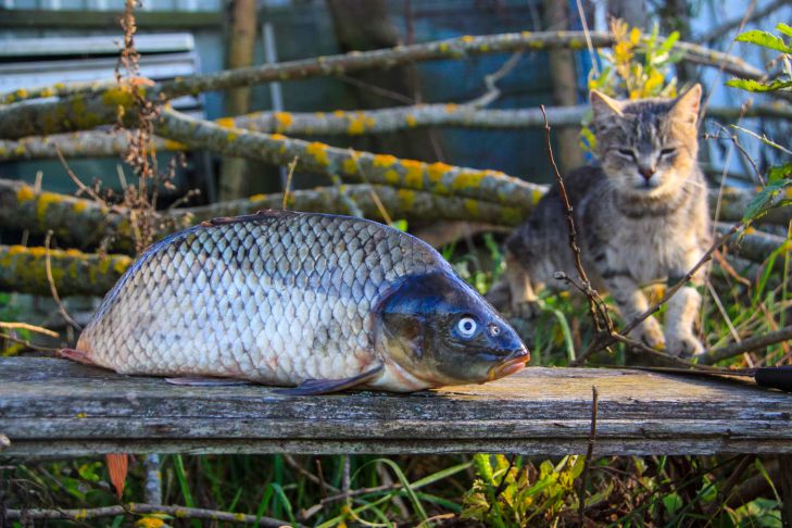 Here's Why Experienced Gardeners Never Throw Away Fish Heads: An Interesting Garden Lifehack fish