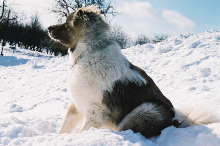 How Not to Play Fetch with Your Dog: Mistakes More Than Half of Dog Owners Make Dog
