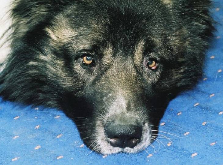 ¿Qué significa la posición en la que duerme un perro? perro