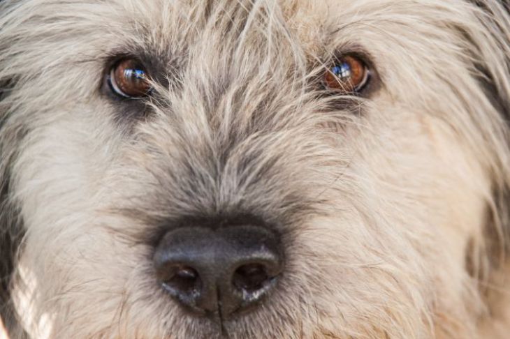 Qué raza de perro es apta para tener en el campo: con esta guía será más fácil elegir Perro