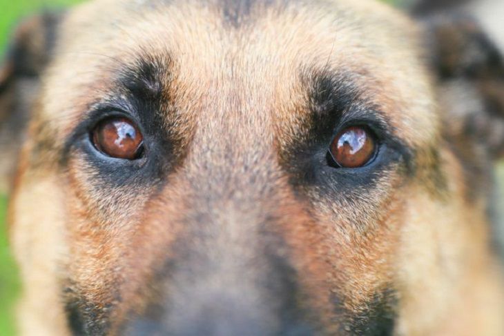 Por qué un perro lame las patas de su dueño: resulta que mucha gente desconoce el motivo perro