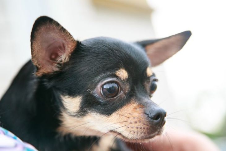 Incluso en un apartamento pequeño hay lugar para un perro: lista de razas pequeñas Perro