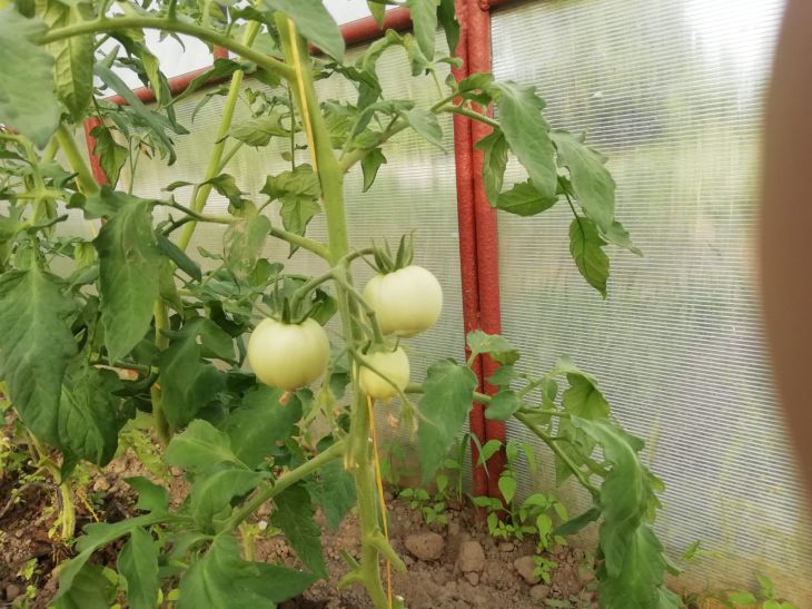Vos tomates seront comme neuves ! Sauver les plants de tomates touchés par la jambe noire Tomates