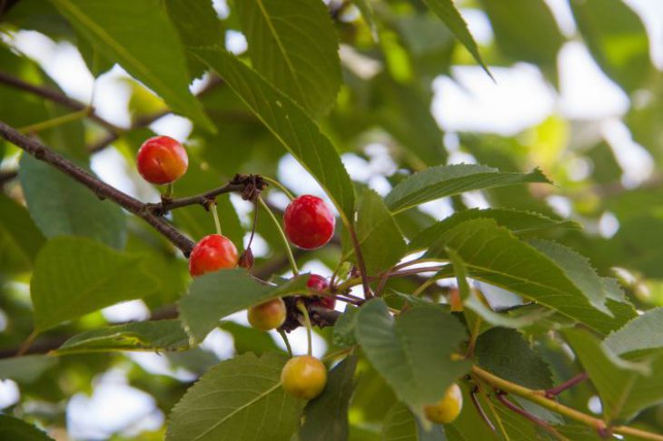 Pourquoi vaut-il la peine de lutter contre le charançon du cerisier : sinon, les baies véreuses sont garanties Cerise
