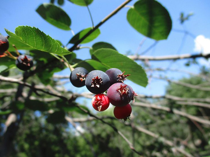 Irga is a useful find for any garden: which variety to choose and features of cultivation Irga