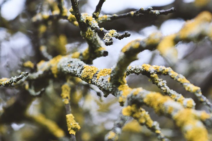 Why you need to remove lichens from the bark of fruit trees: compelling arguments Branches