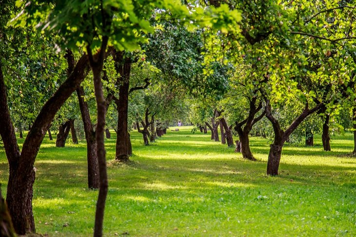 Two mandatory garden treatments in spring: there will be fewer problems with diseases and pests in summer Now