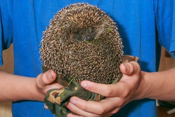 Garden and vegetable garden under protection: how to fight slugs and what hedgehogs have to do with it Hedgehog