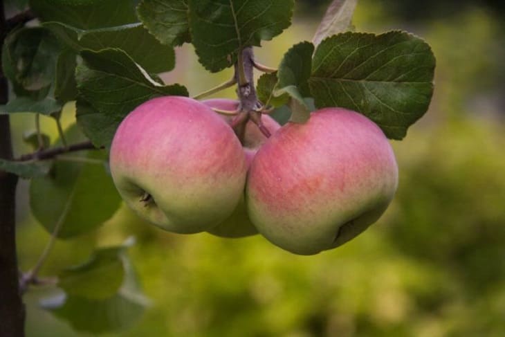 Elena Malysheva dispelled a common myth about fruits Fruits, apples