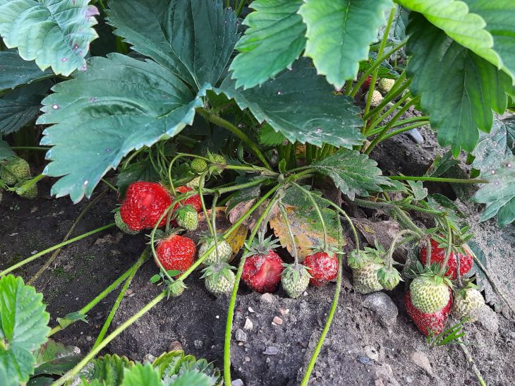 What strawberries don't like: 5 main contraindications in care Strawberry