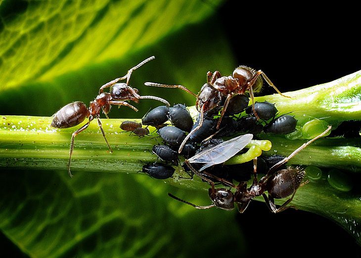 When experienced gardeners carry out aphid treatment: timing and pest control products Ants and aphids